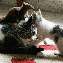 Sloth (USA-2) : Sigh